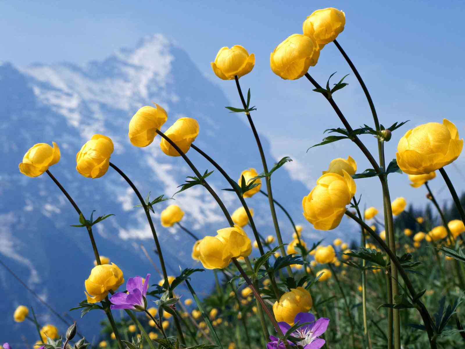 Flower Photo Desktop Wallpaper
