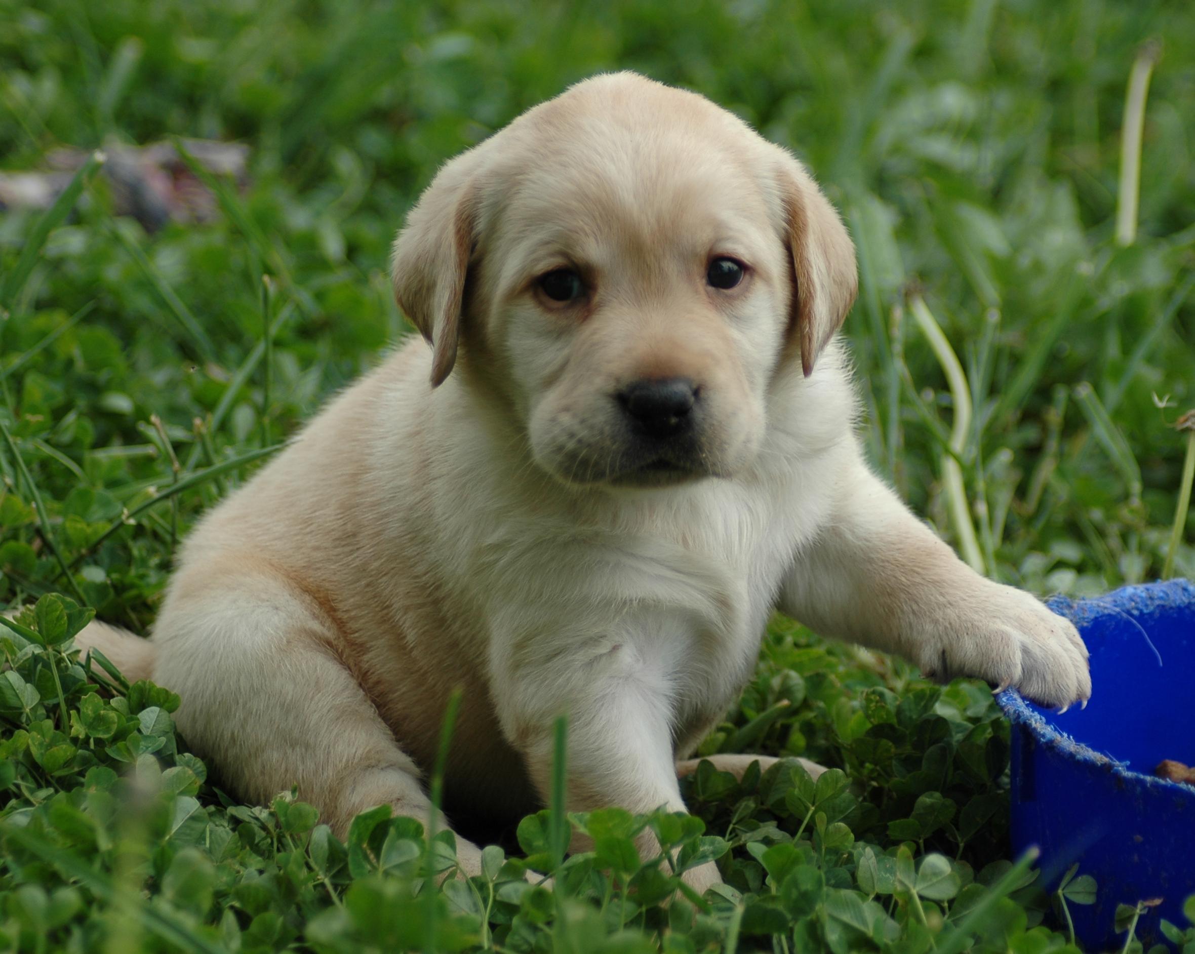 cute yellow lab puppies wallpaper