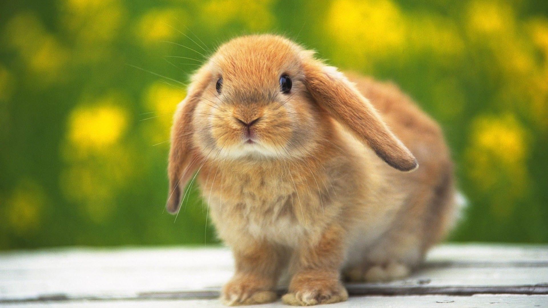cute rabbit bunny wallpaper. HD Wallpaper P