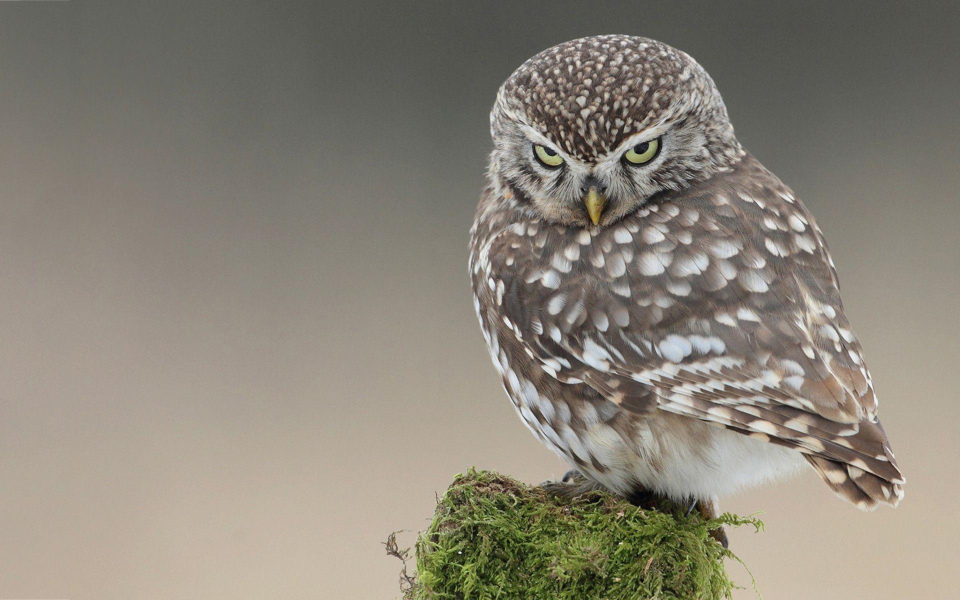 Owl nasty look Wallpaper