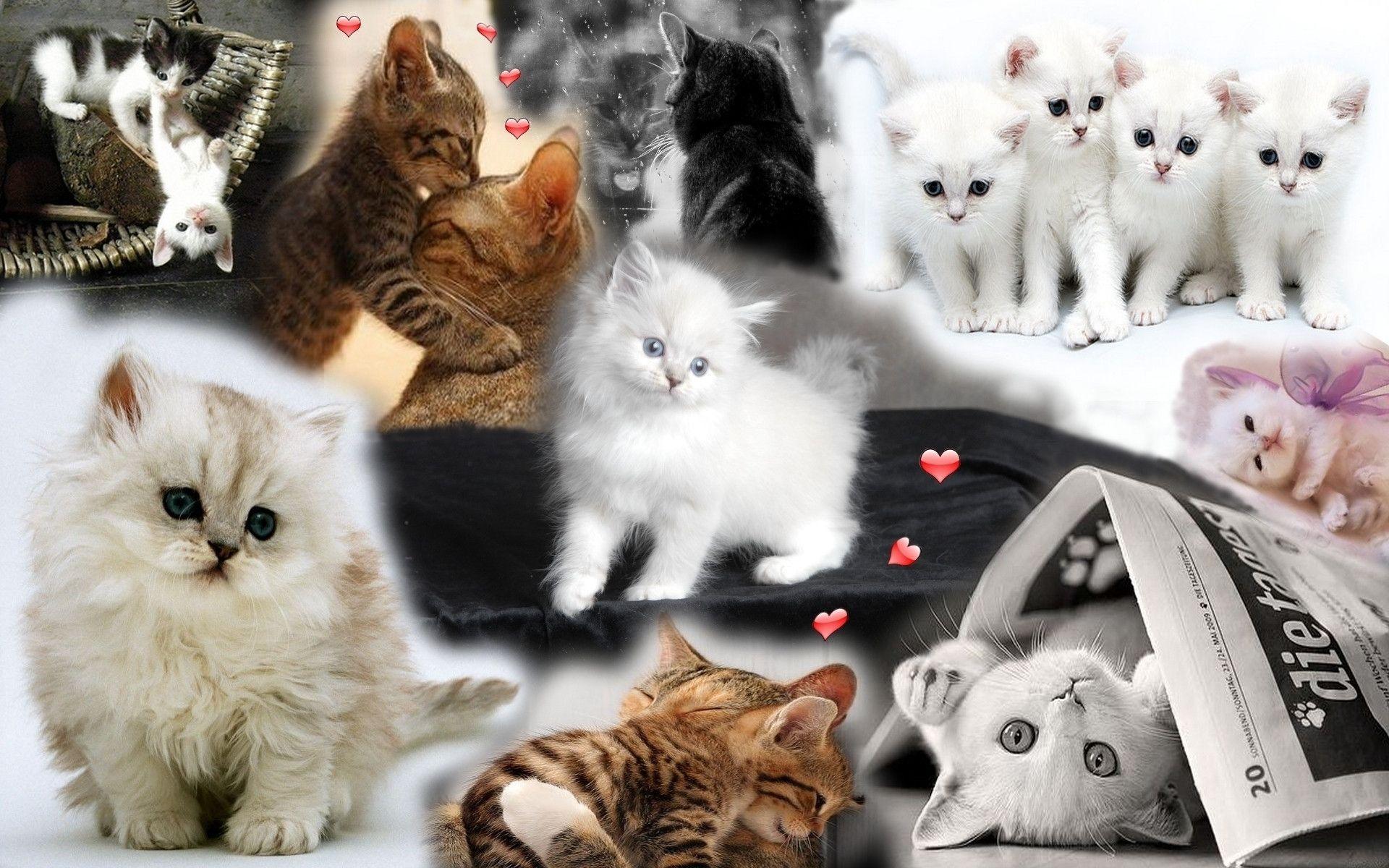 Cute Kitten Kittens Wallpaper