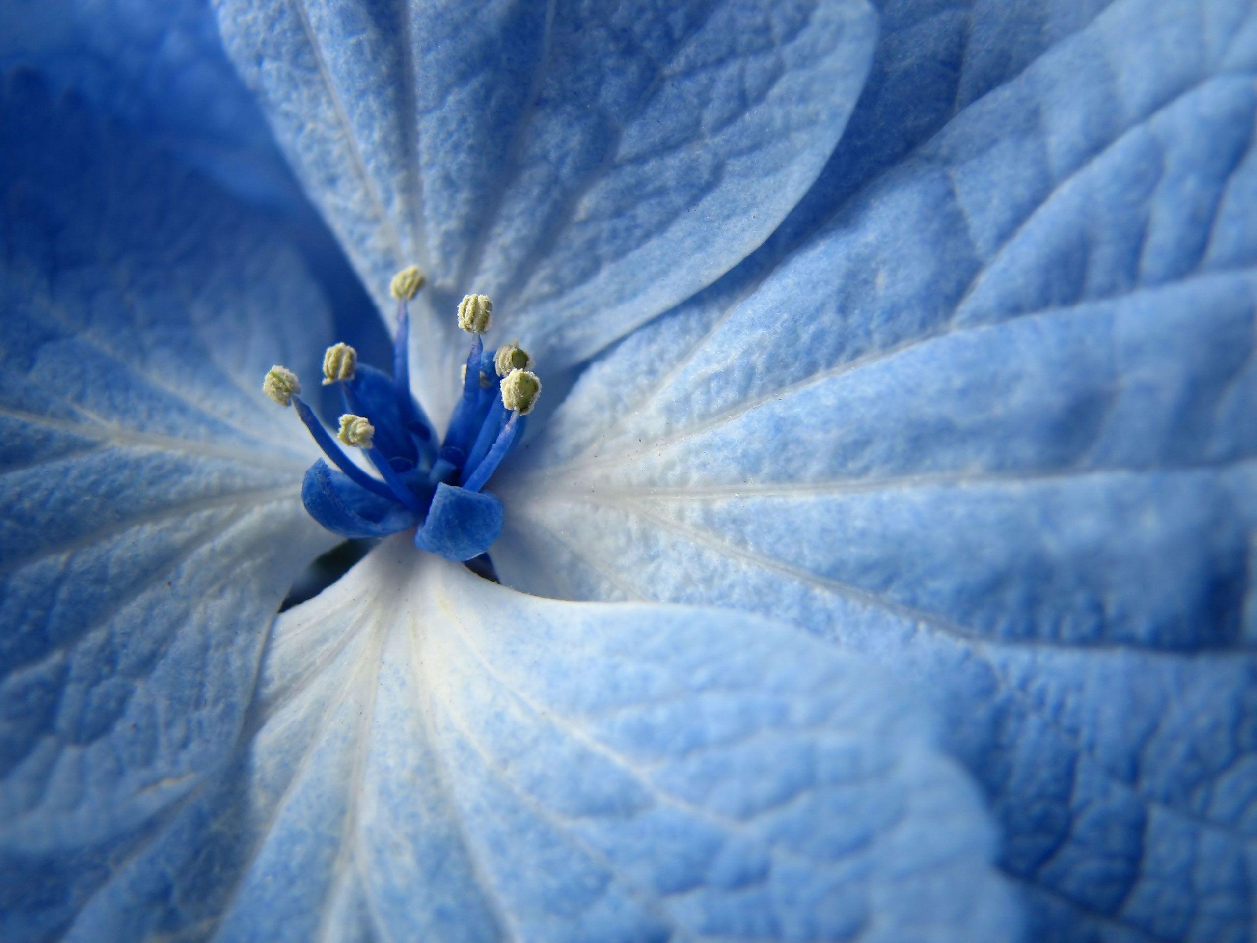 Blue Flower Image Photo Wallpaper. ForestHDWallpaper