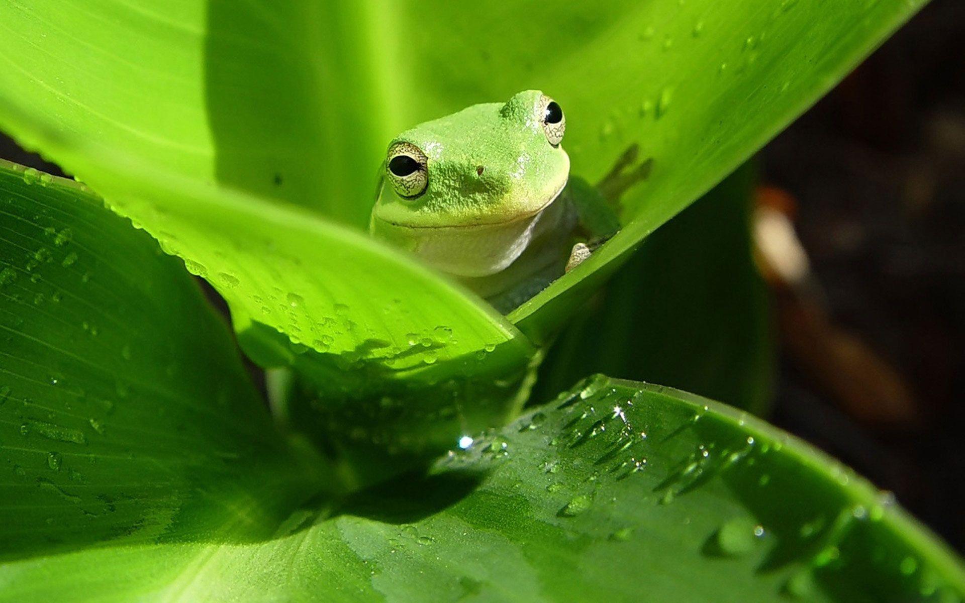 Desktop Wallpaper · Gallery · Animals · Australian Green Tree Frog