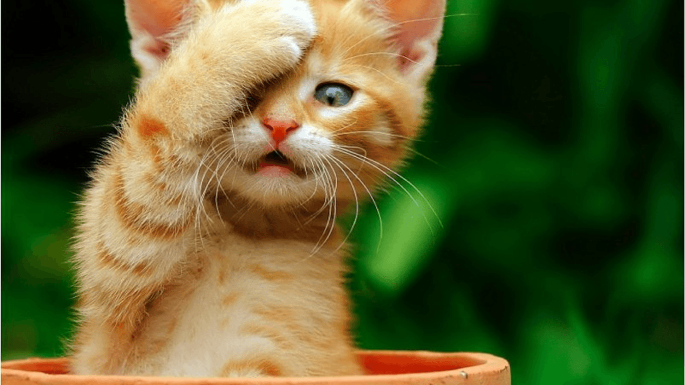 Free Cat HD Wallpapers Download