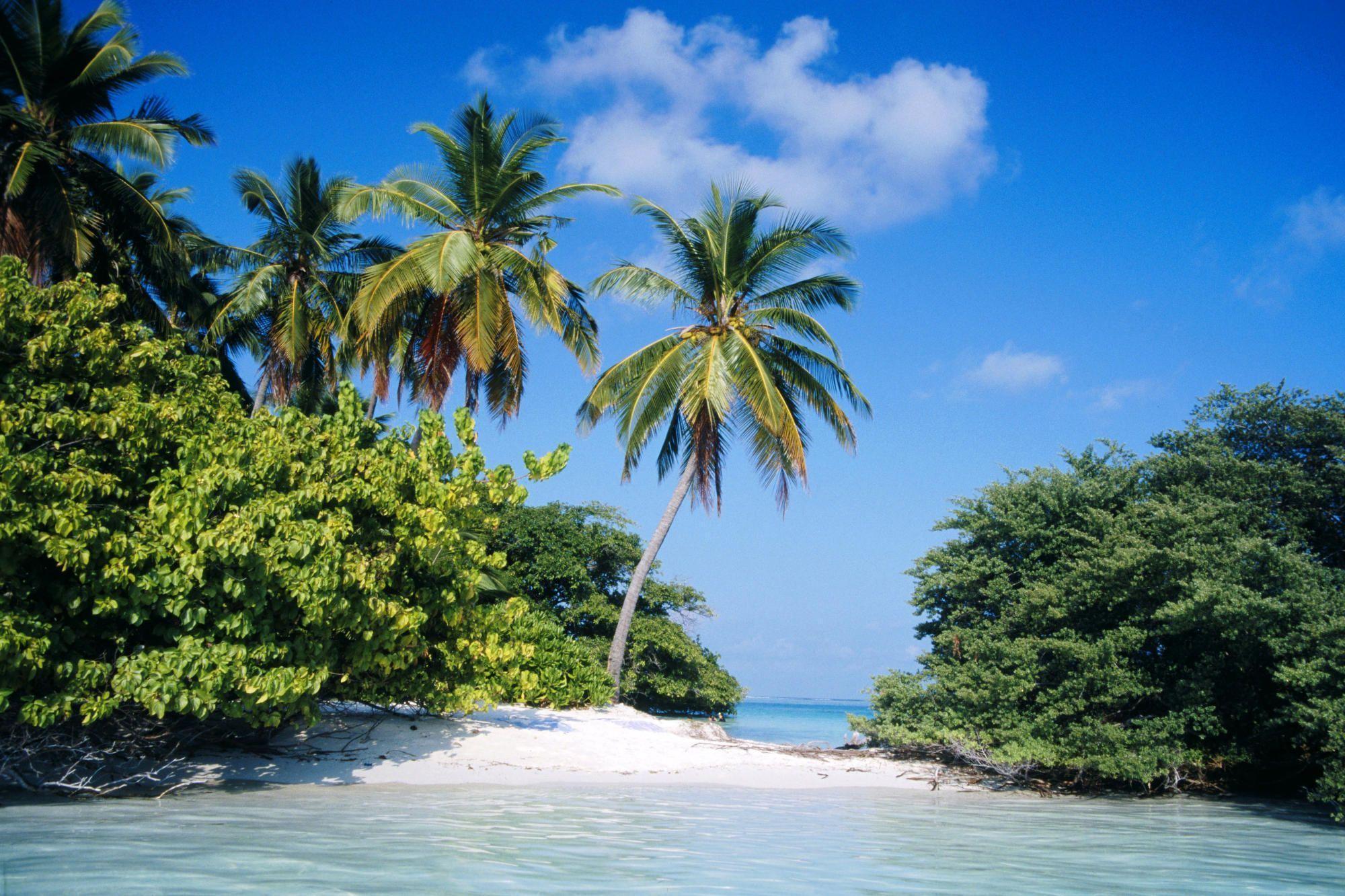 Tropical Island (id: 65389)