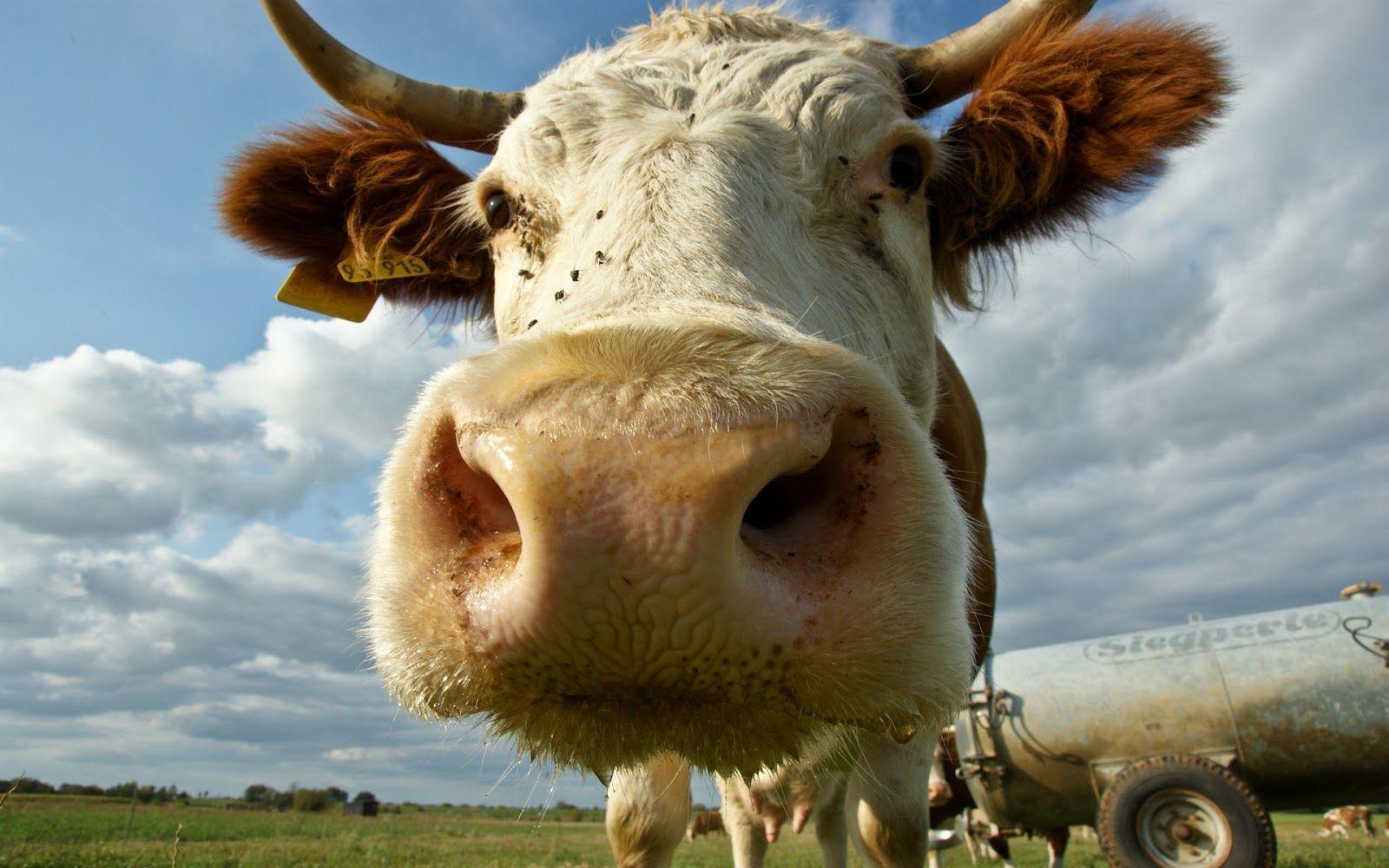 Cow HD Wallpapers