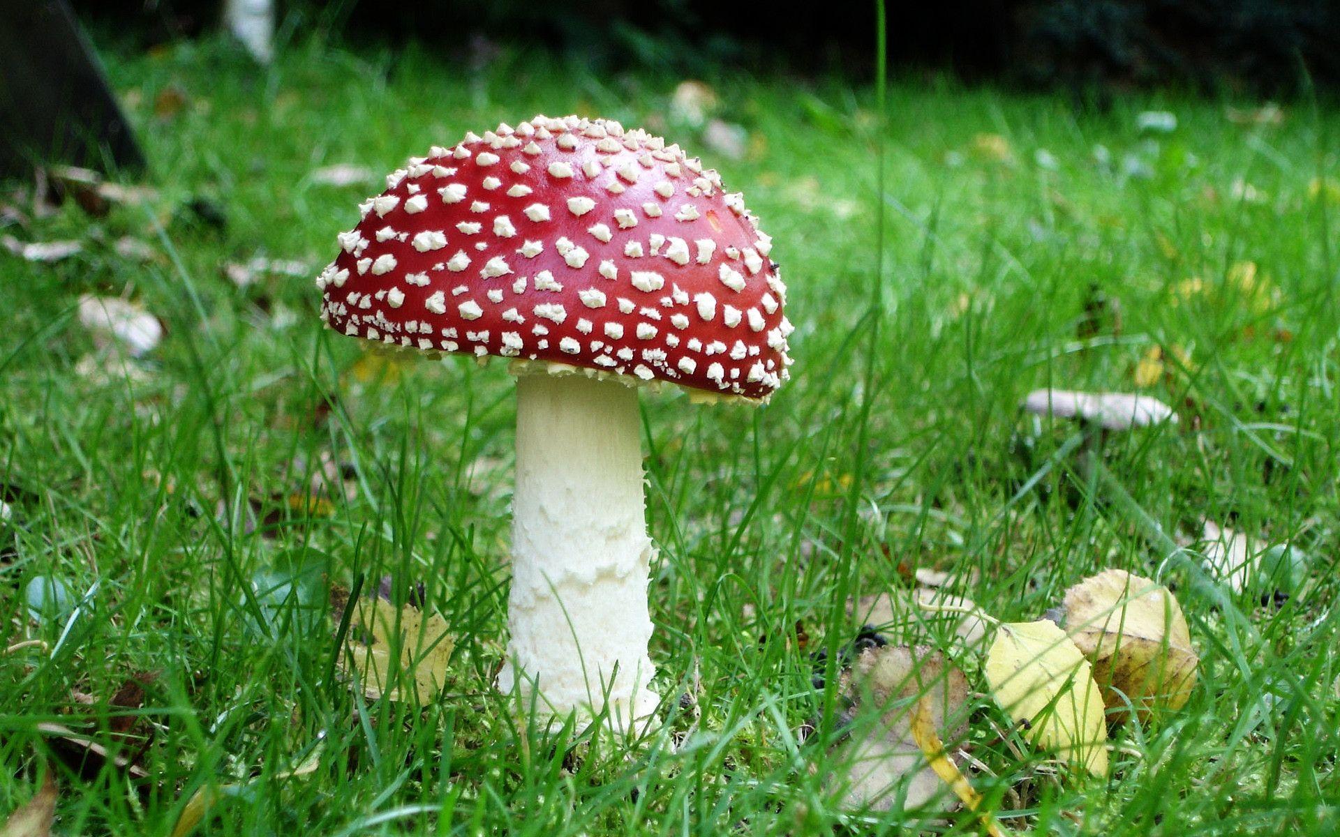 Magic Mushroom Wallpaper HD Image & Picture