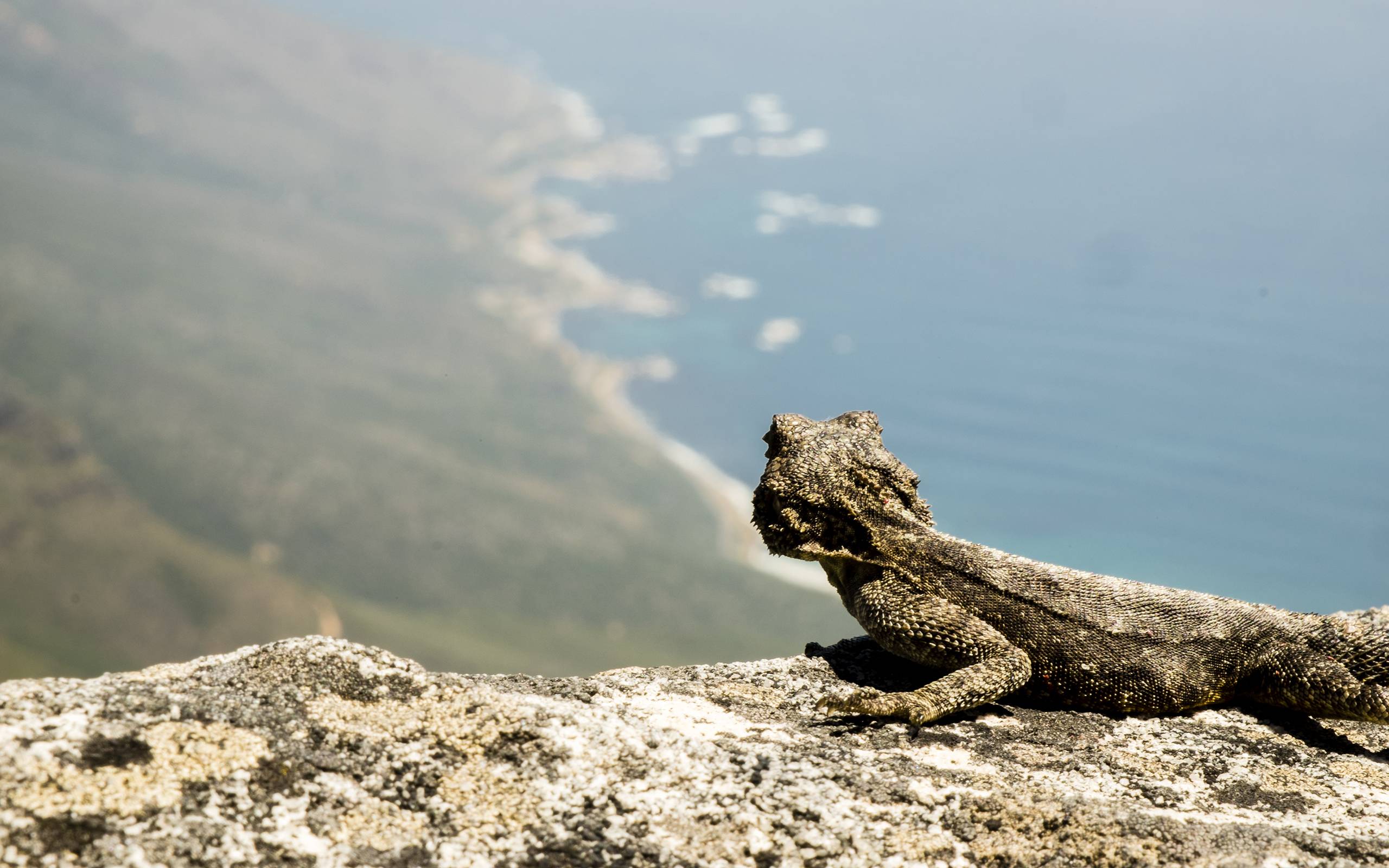 Lizard Bearded Dragon wallpaperx1600