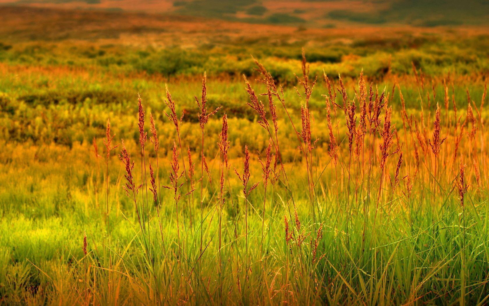 Grasslands Nature Wallpaper Background Picture