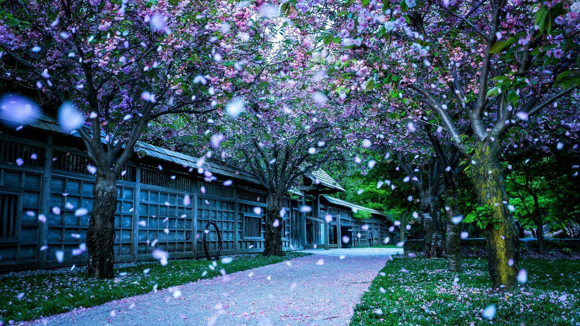 Spring Tree in Bloom HD Wallpaper