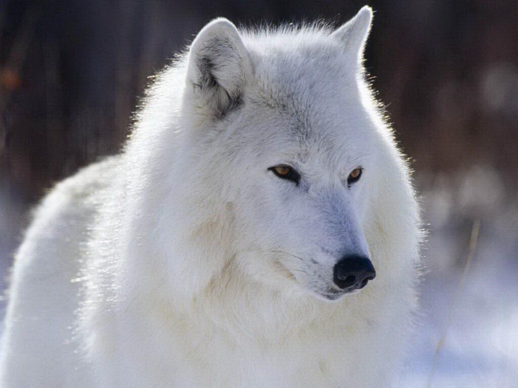 White wolf free desktop background wallpaper image