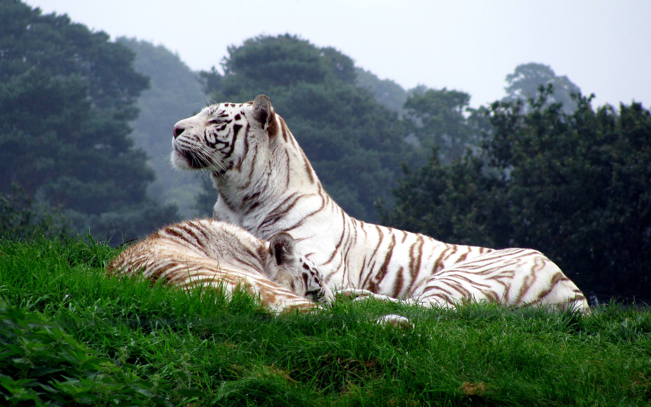 White Tiger. Wallpaper HD free Download