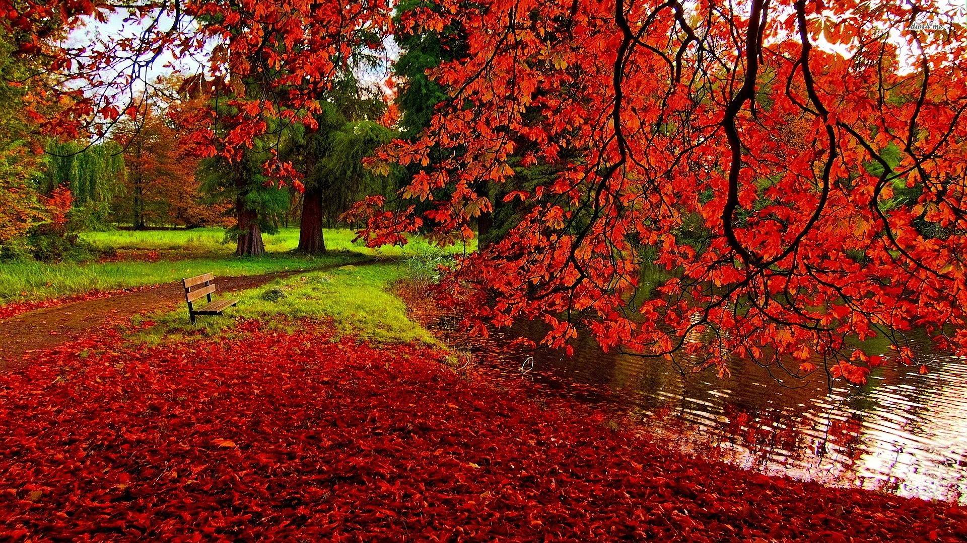 Fallen red leaves wallpaper wallpaper - #