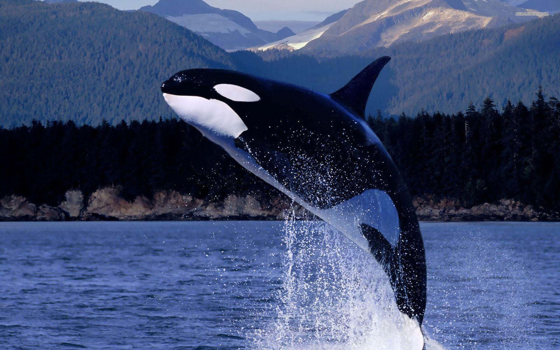 orca whale wallpapers