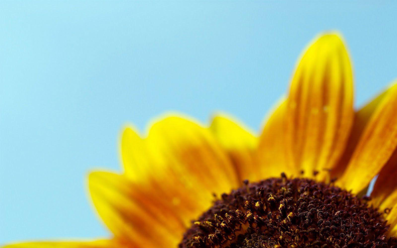 Sunflower Wallpaper Cell Phone · Sunflower Desktop Wallpaper