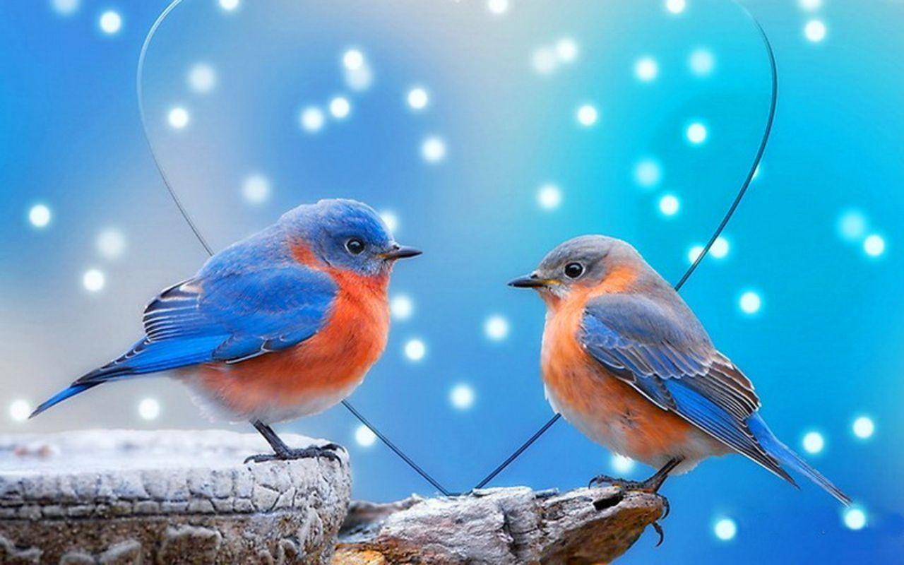 Lovely Birds Wallpaper