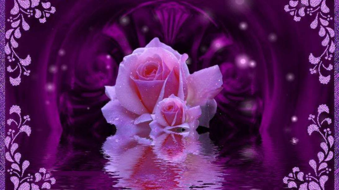 Purple Roses 71 218160 Image HD Wallpaper. Wallfoy.com