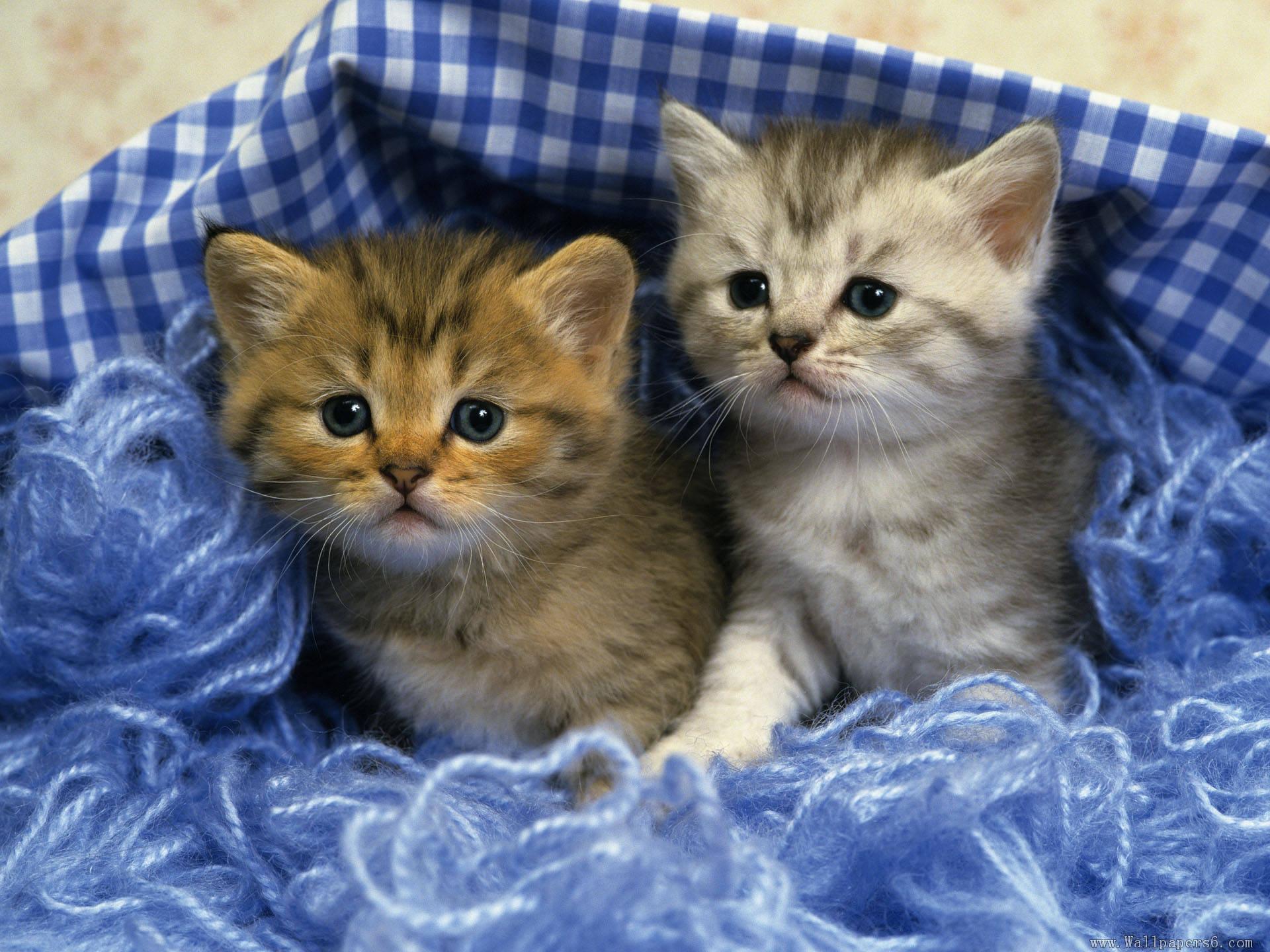 Wallpaper For > Cute Kittens Wallpaper For Mobile