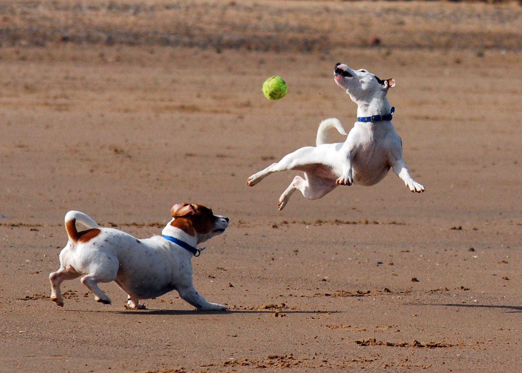 Playing Jack Russell Terrier dogs photo and wallpaper. Beautiful