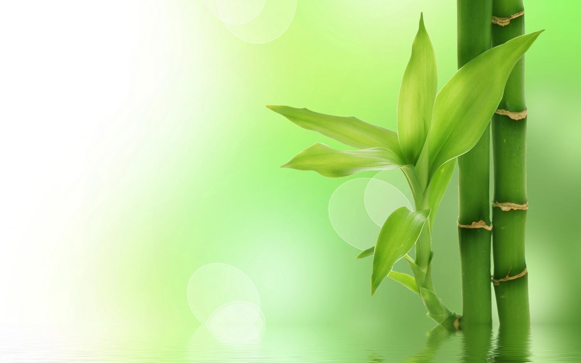 Green Bamboo Wallpapers - Wallpaper Cave