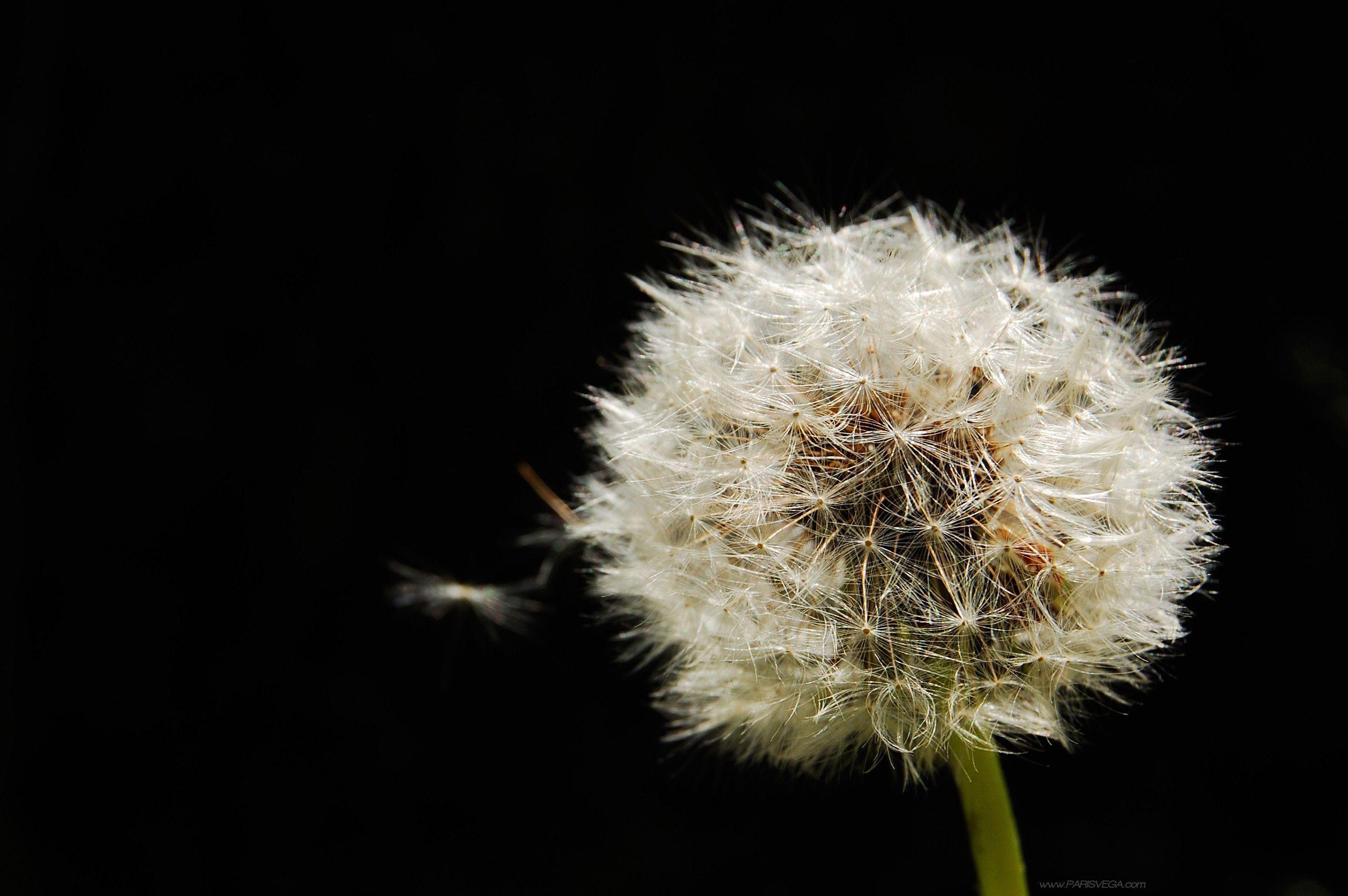 Free Desktop Background 9 343604 High Definition Wallpaper. wallalay