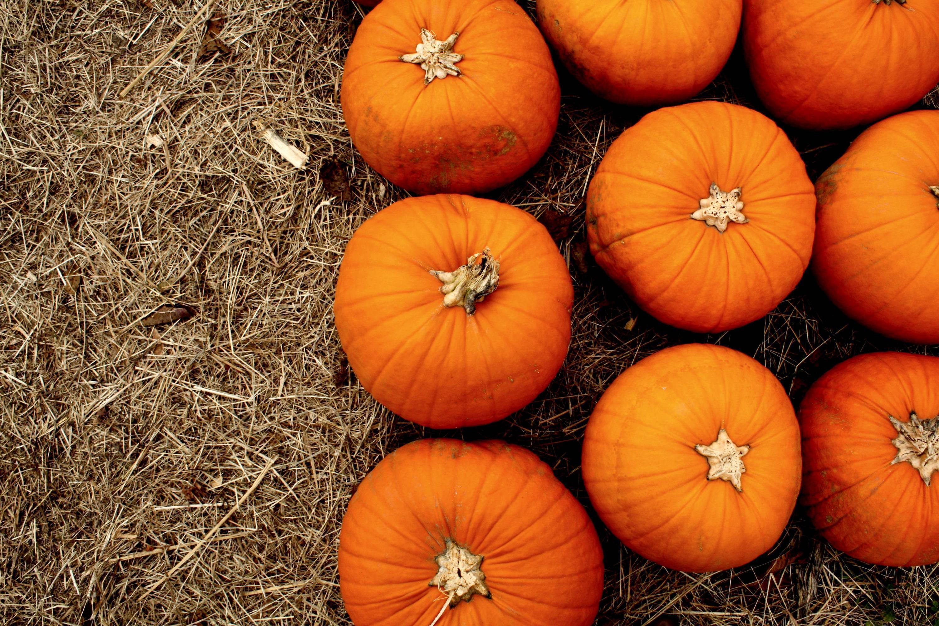 Fall Pumpkins Backgrounds.