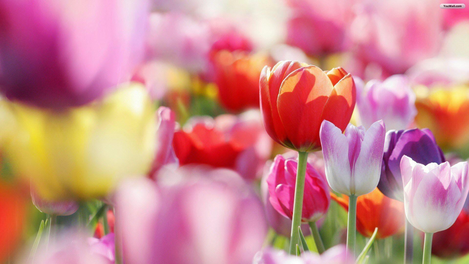 Wallpaper For > Colorful Tulips Wallpaper