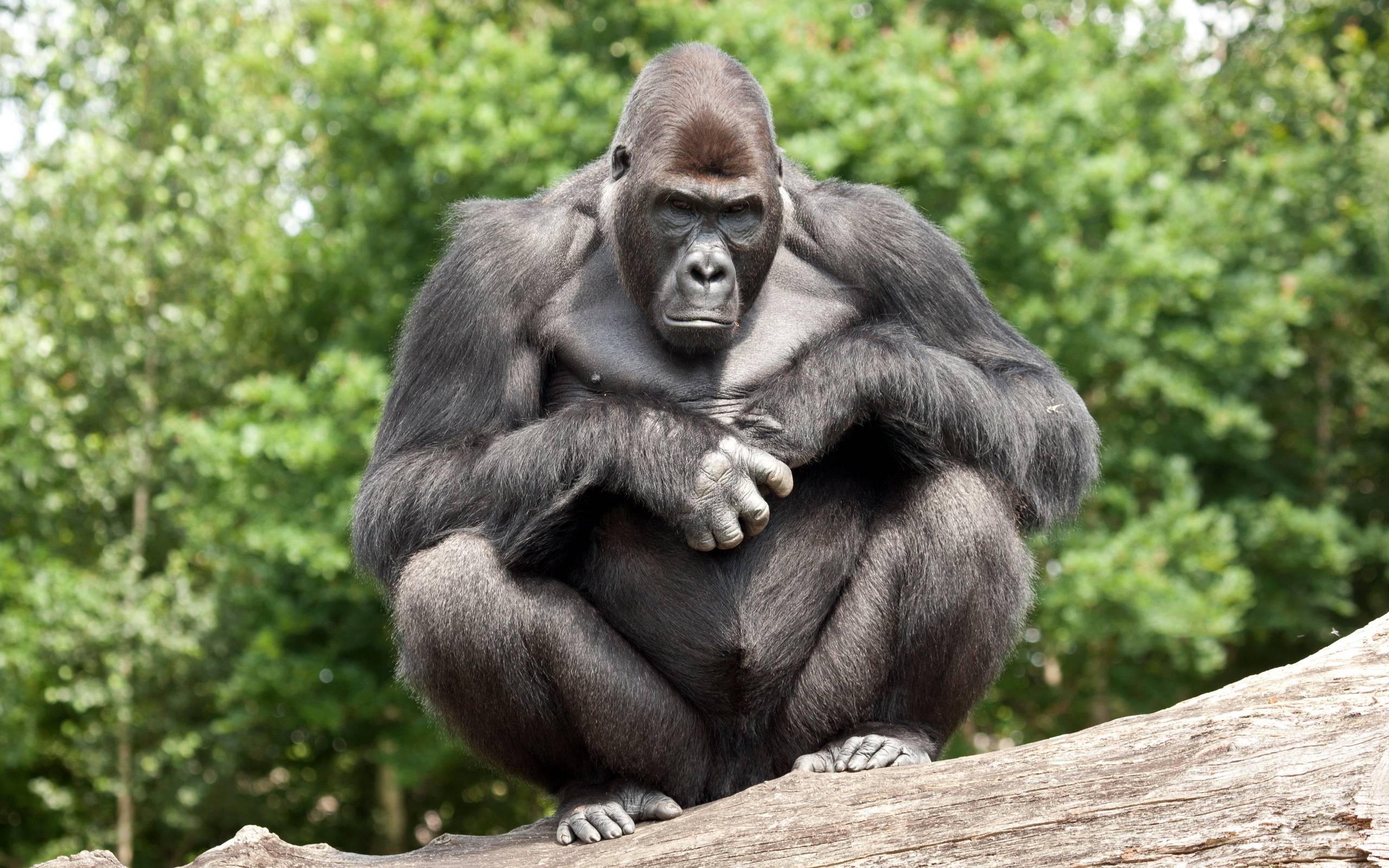 Gorilla Wallpapers Wallpaper Cave Gorilla Wallpapers Wallpaper Cave
