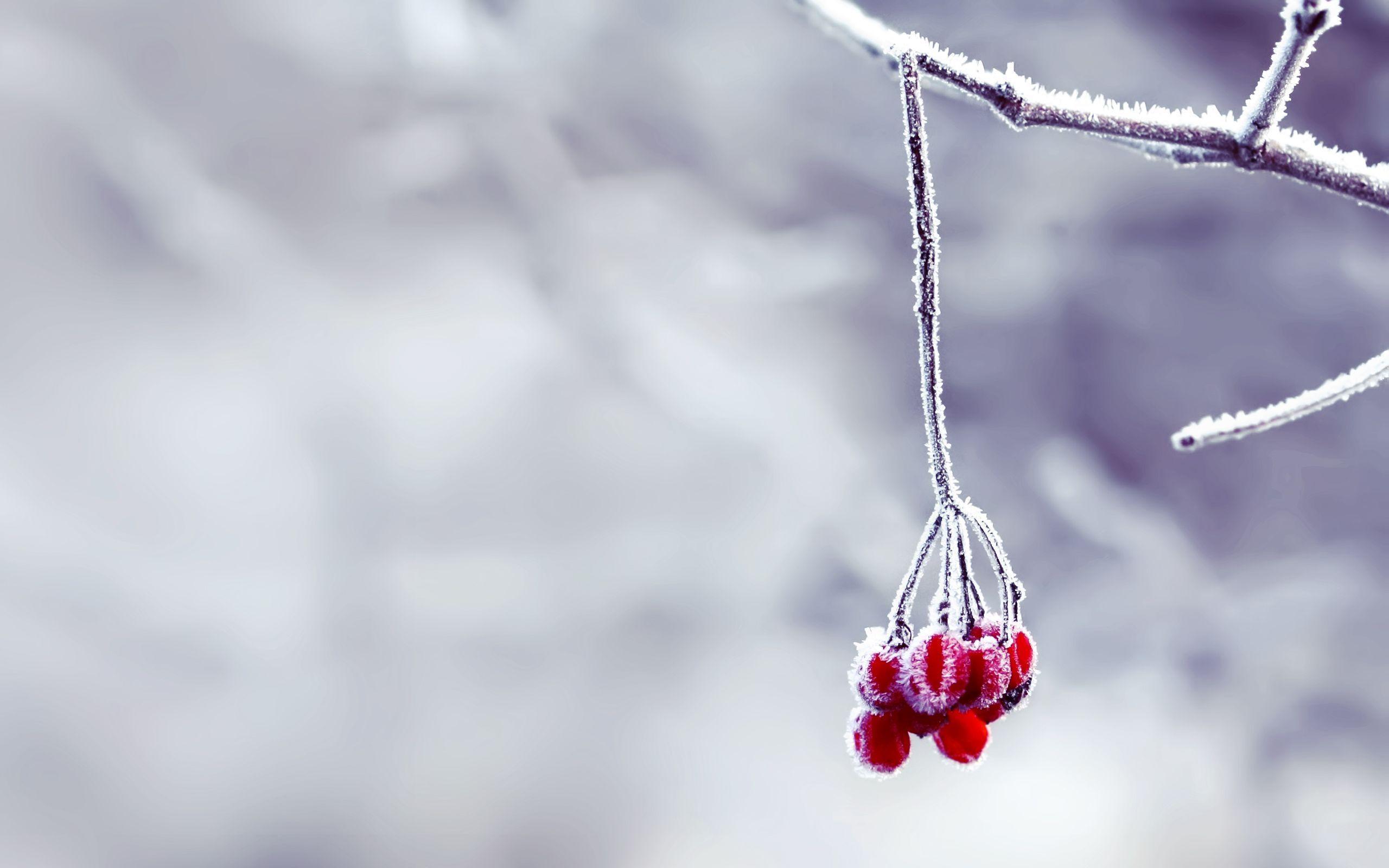 snow wallpaper
