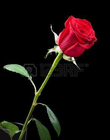 Red Rose Against The Black Background. , Picture