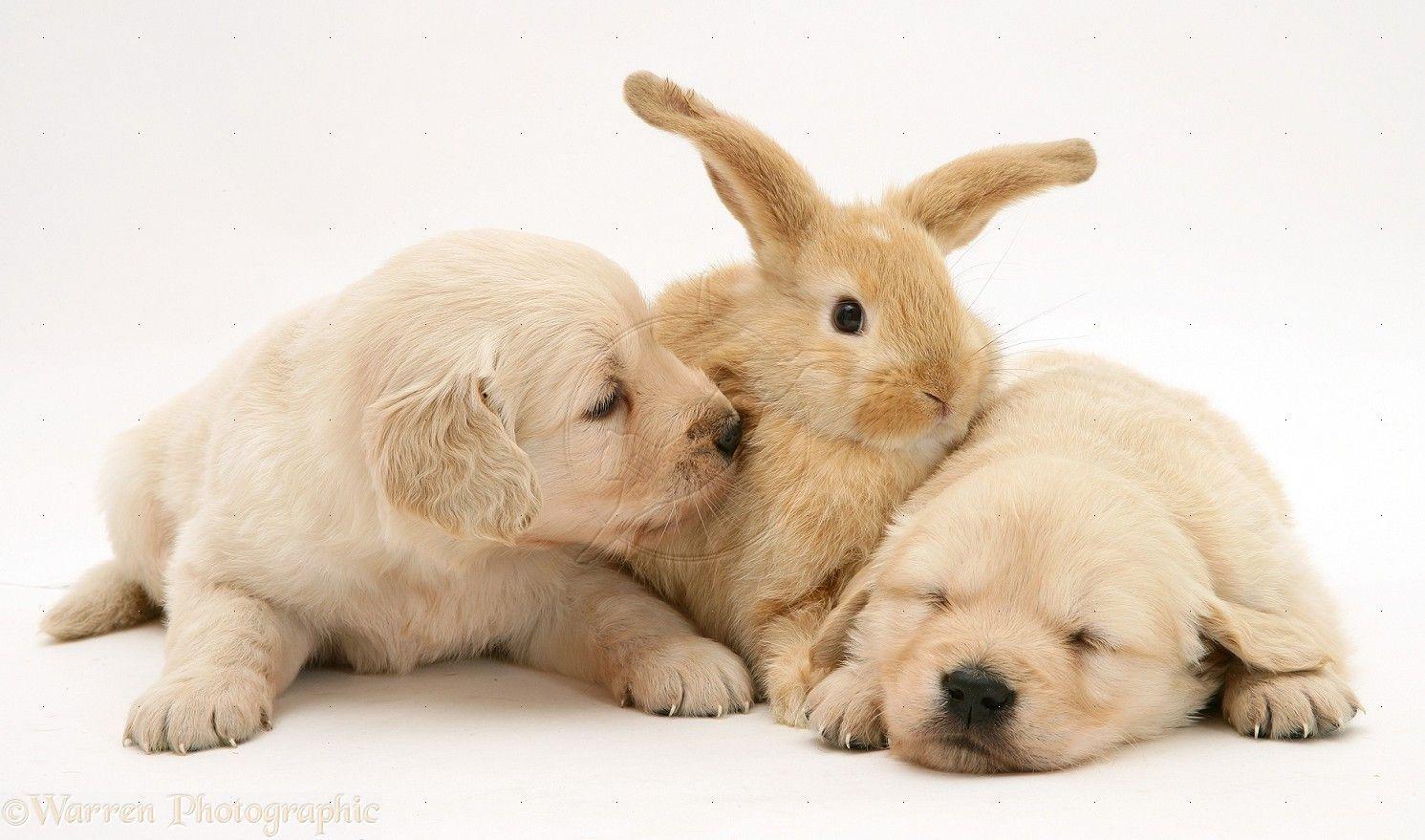 Pets: Baby sandy Lop rabbit with Golden Retriever pups photo