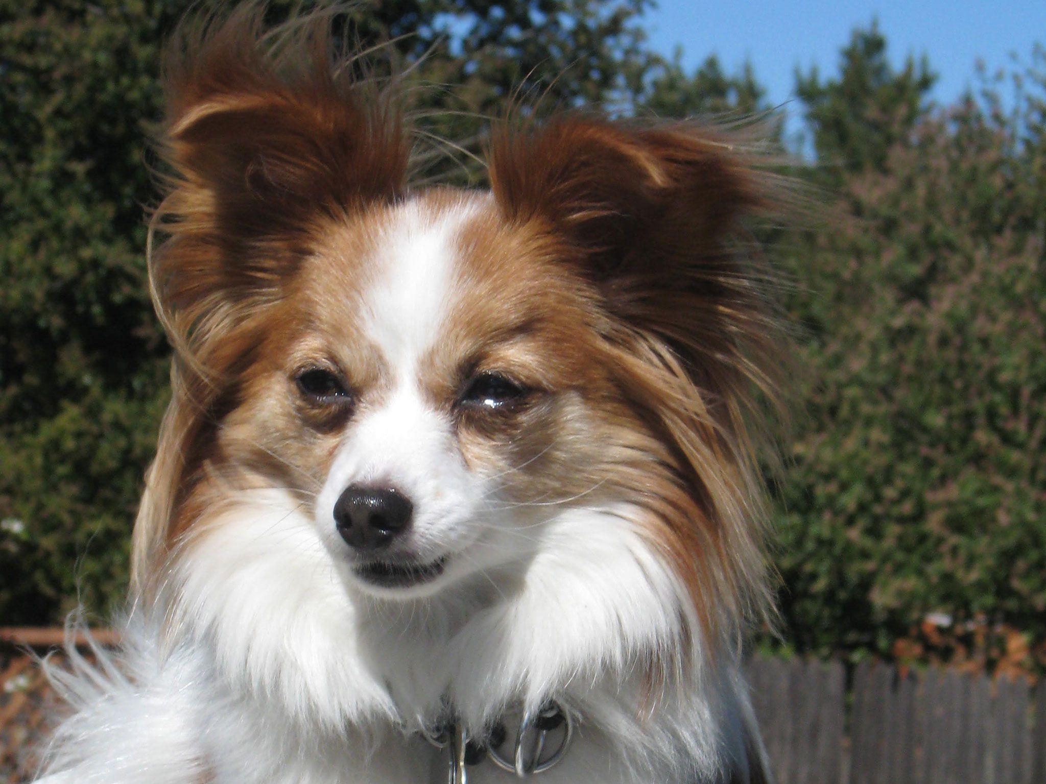 Cute papillon dog at the wind wallpaper