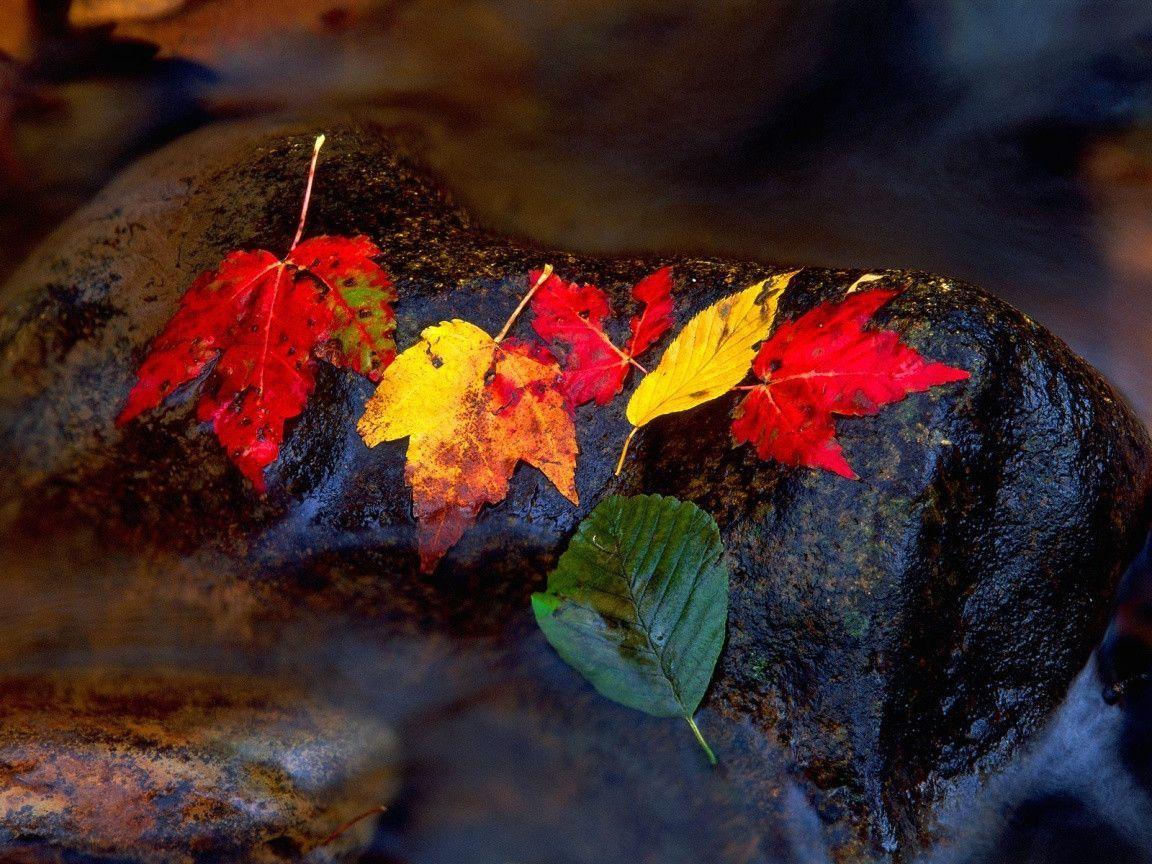 Autumn Leaves desktop wallpaper