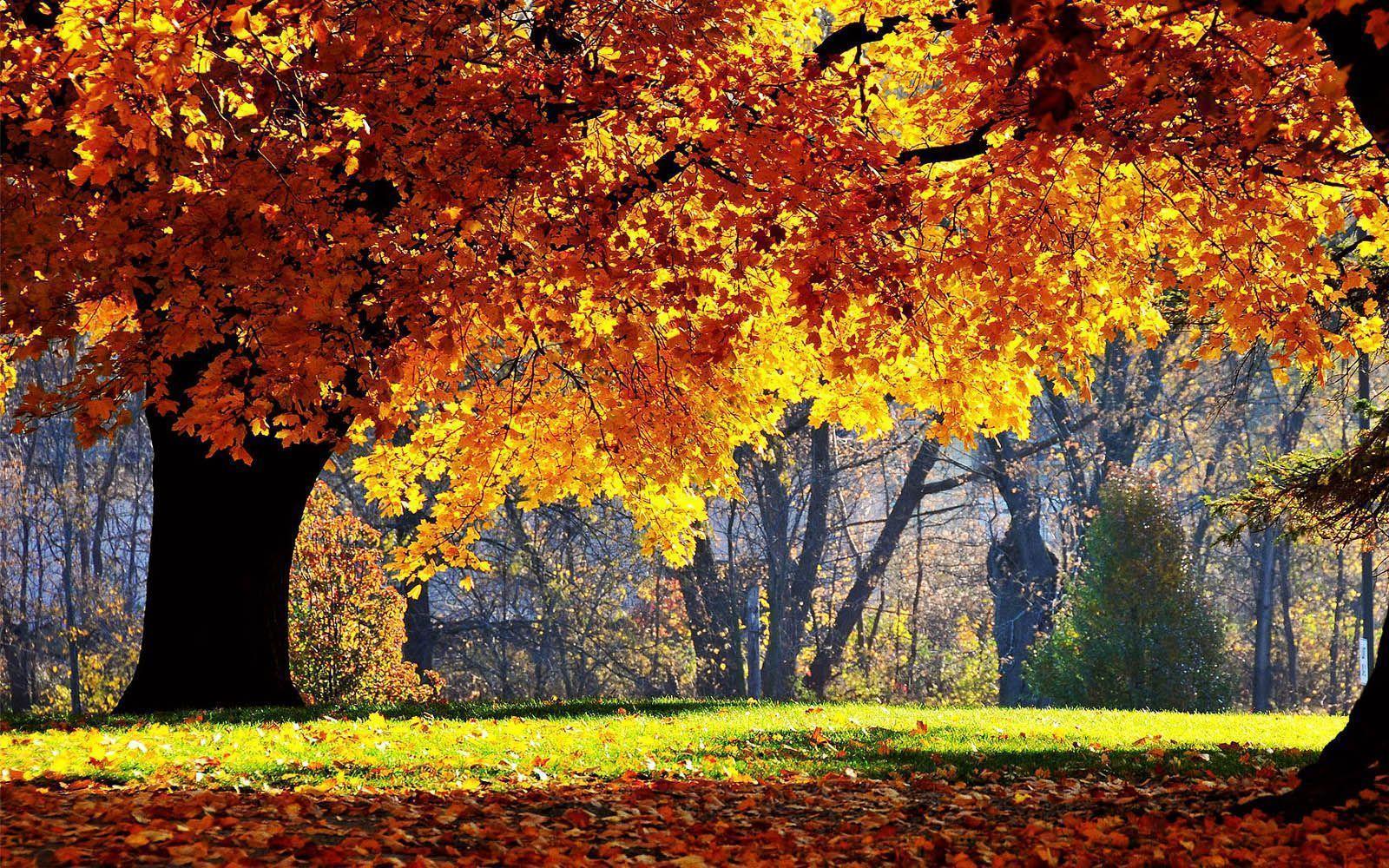 wallpaper: Beautiful Autumn Scenery Wallpaper