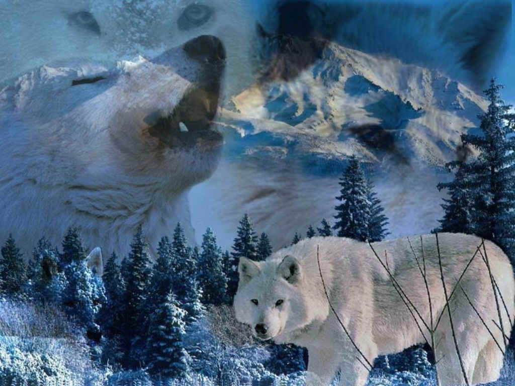 Wolves Howl Wallpaper and Picture Items