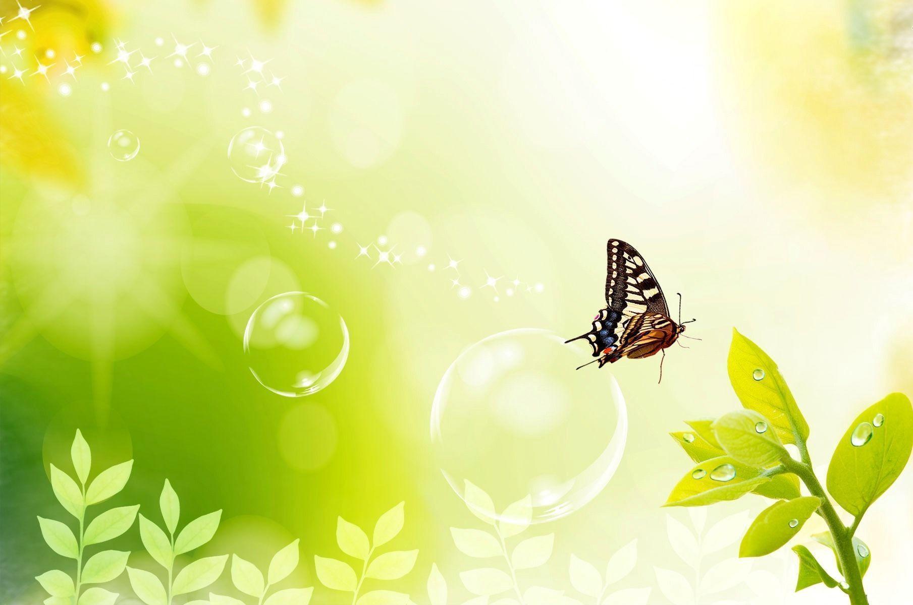 Beautiful Butterfly HD Wallpaper