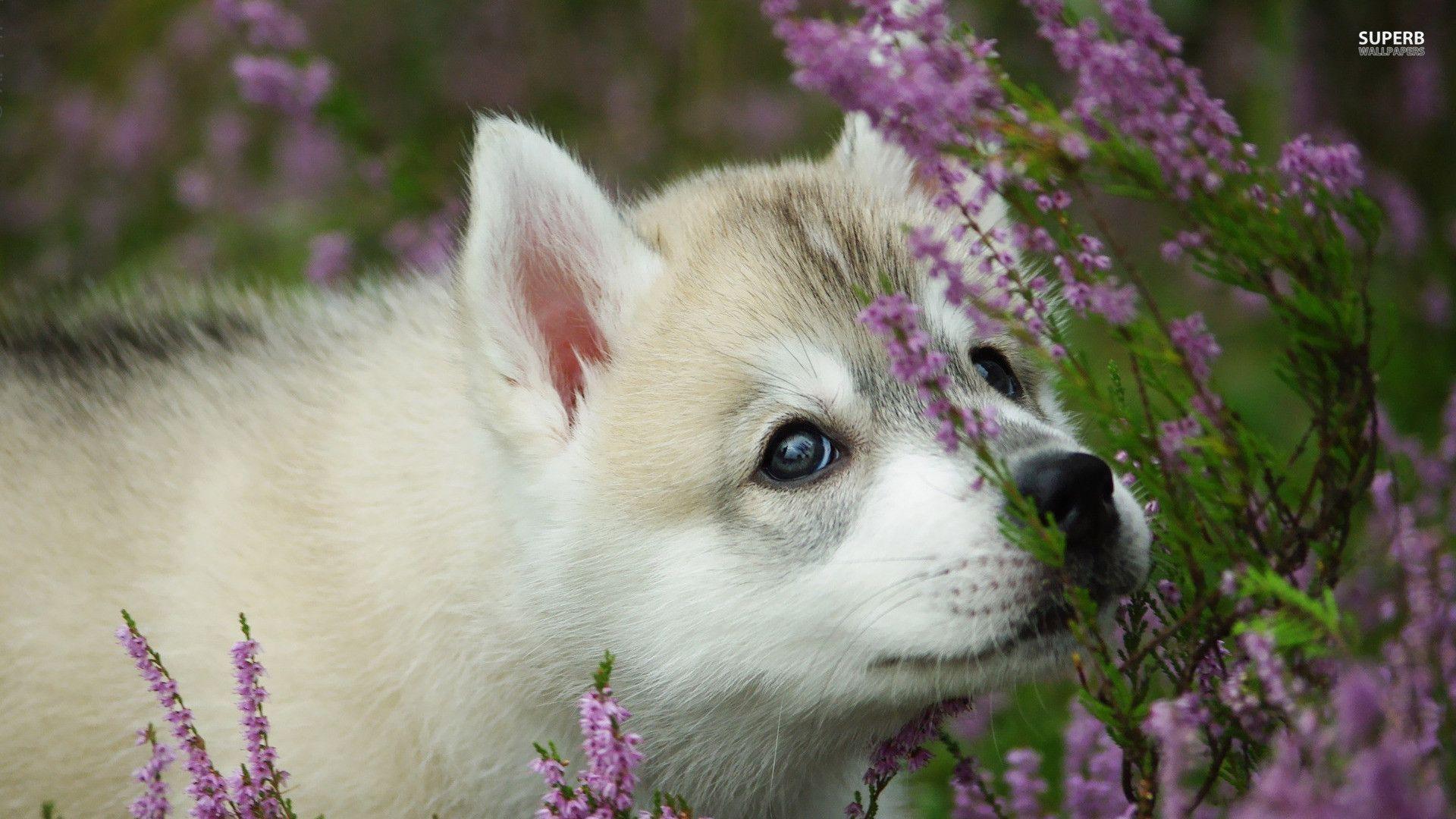 Akita Dog Wallpaper HD