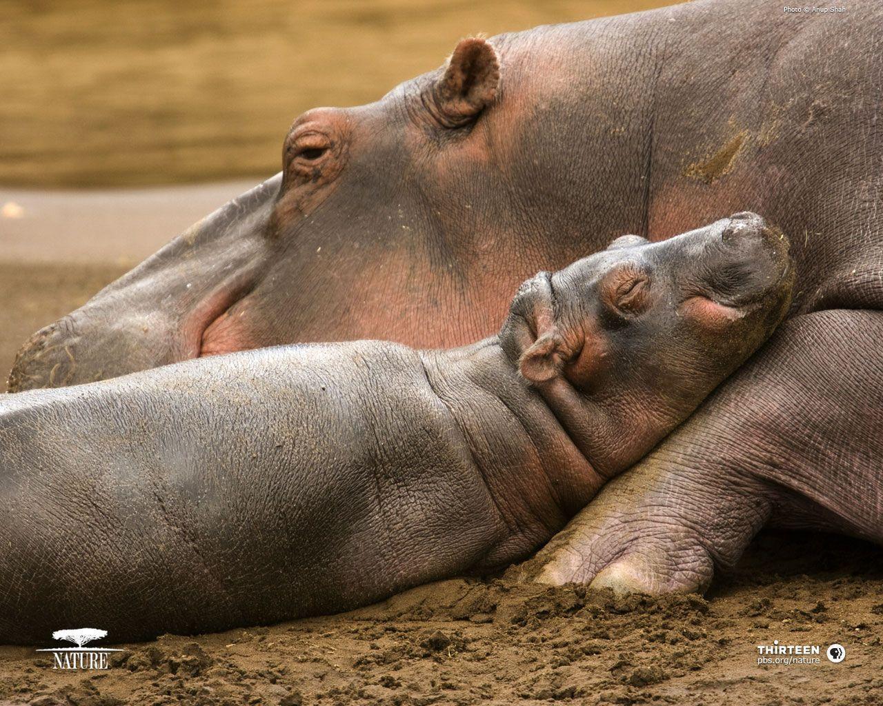 Hippo HD Animal Wallpapers.