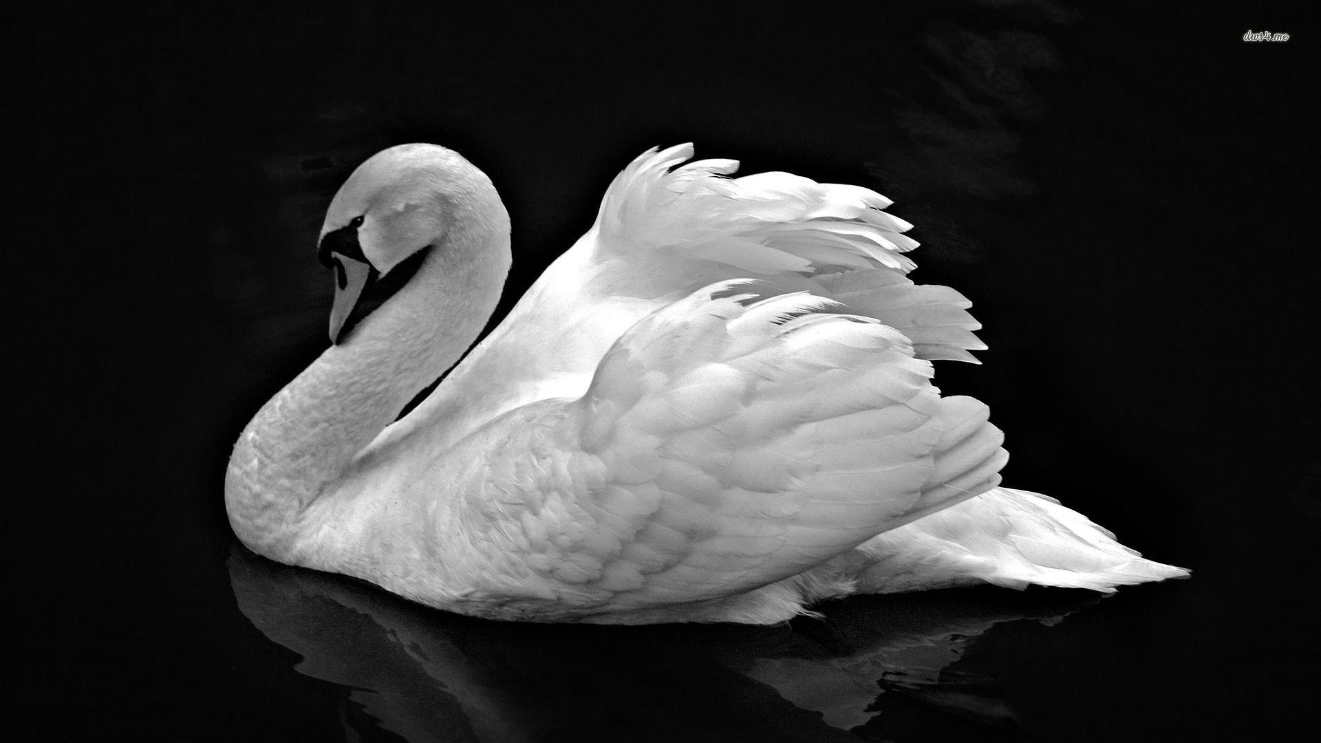 Black and white Swan wallpaper wallpaper - #