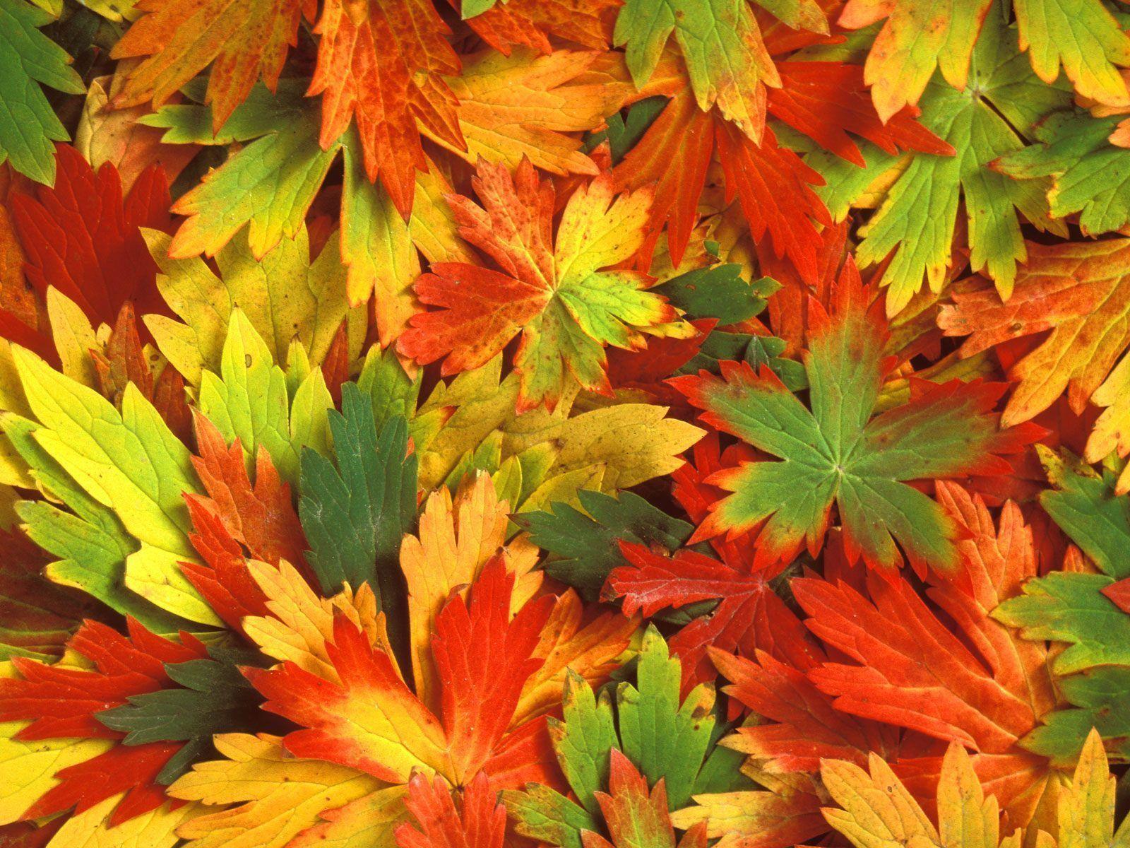 Wallpaper For > Autumn Falling Leaves Wallpaper HD