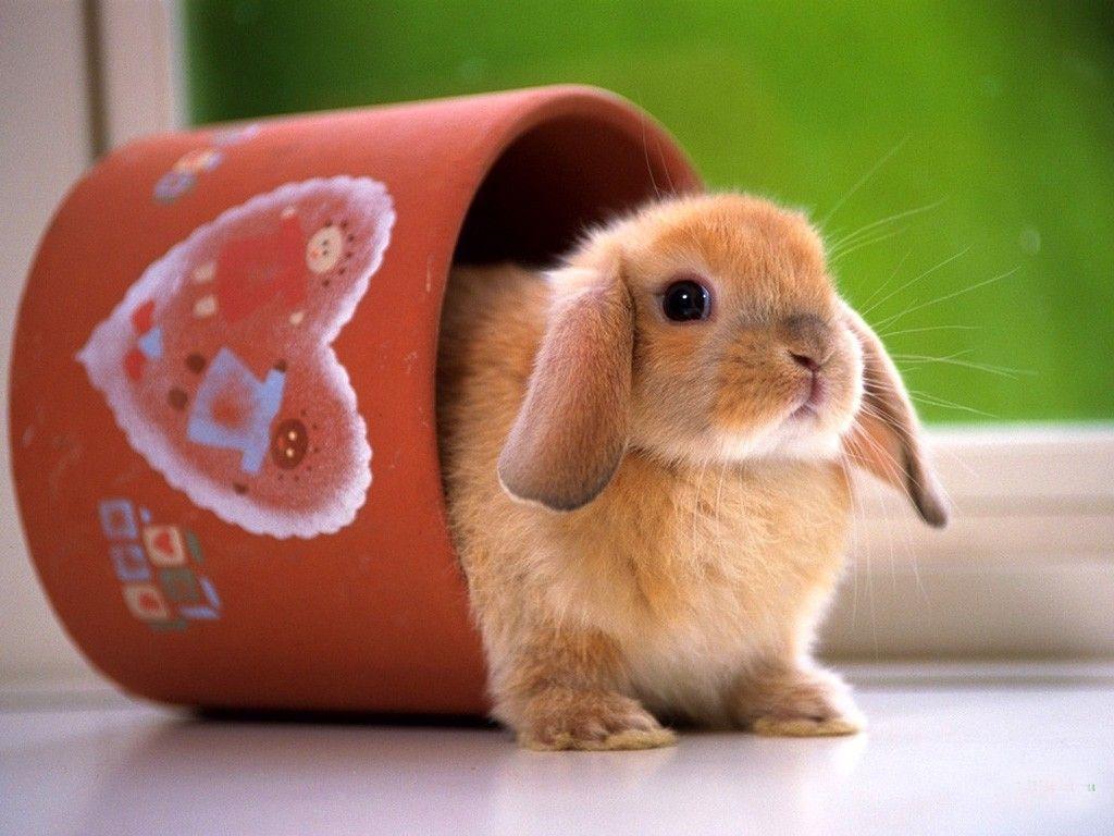 Wallpaper For > Cute Bunny Background