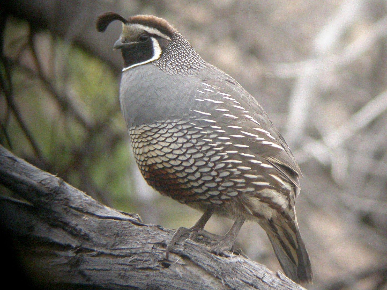 Quail Wallpapers - Wallpaper Cave