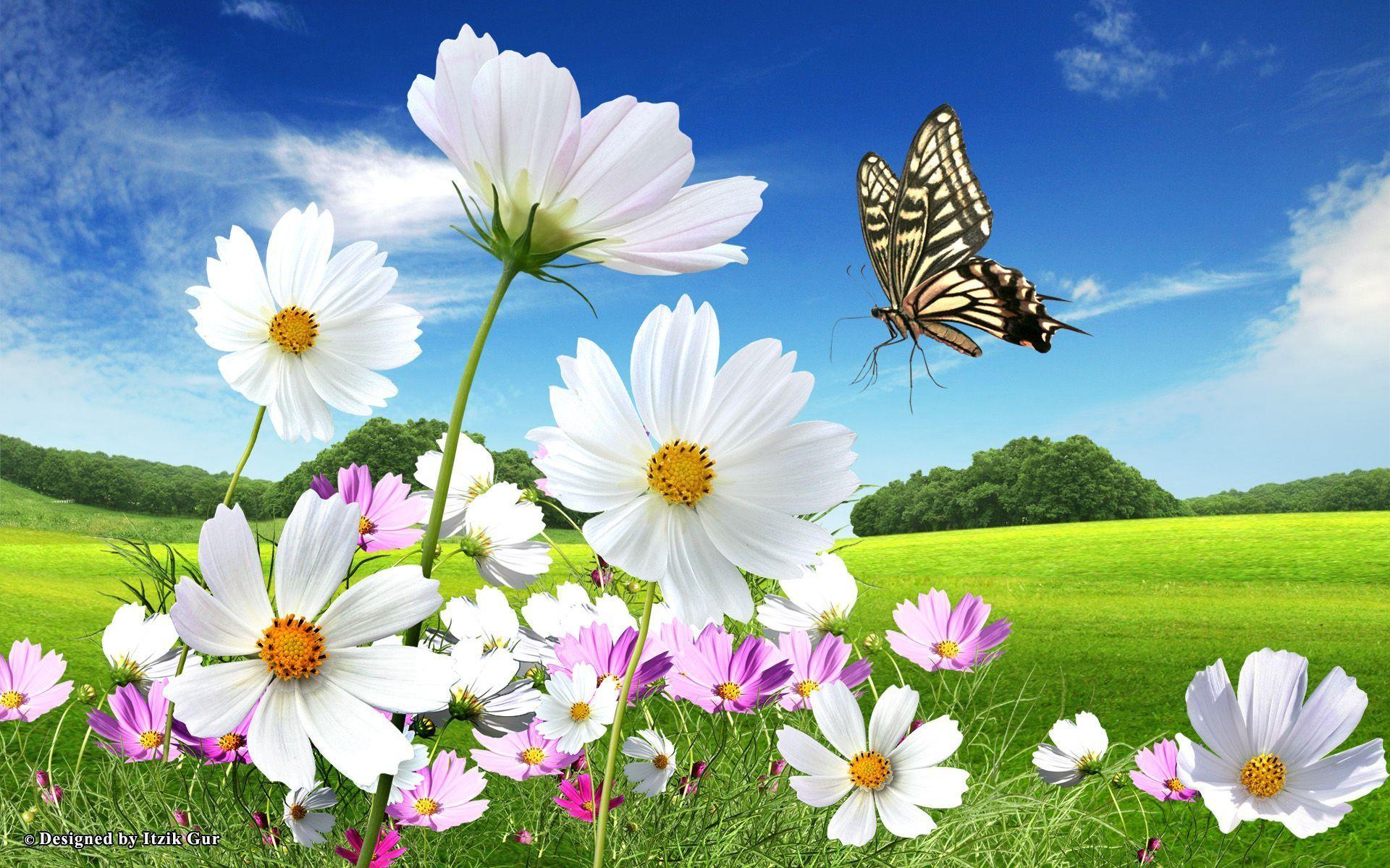 Wild Flower Butterflies Wallpaper