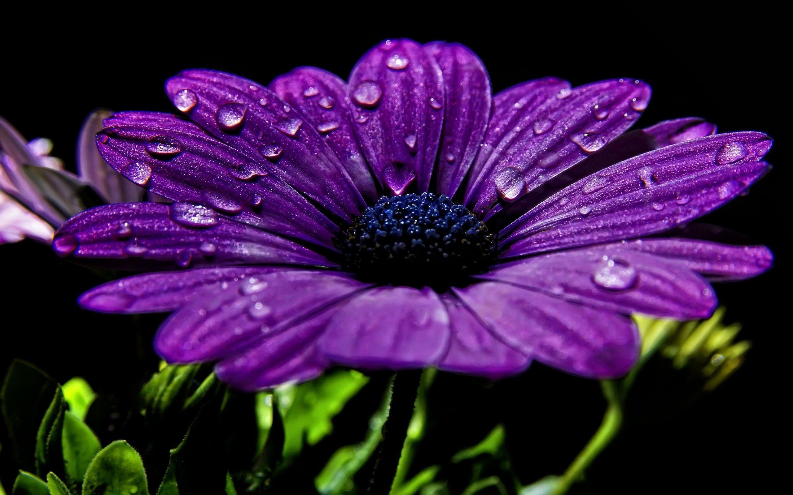 Cool Background Picture Purple Flower, Wallpaper, HD Wallpaper