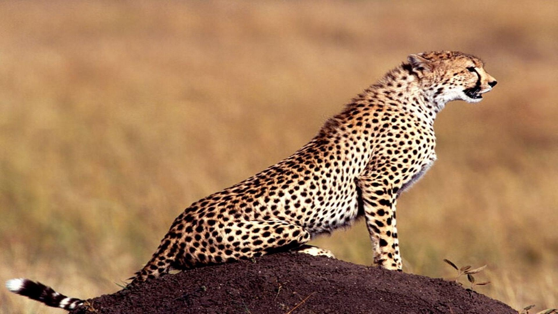 Cheetah Wallpaper. Animal HD Wallpaper