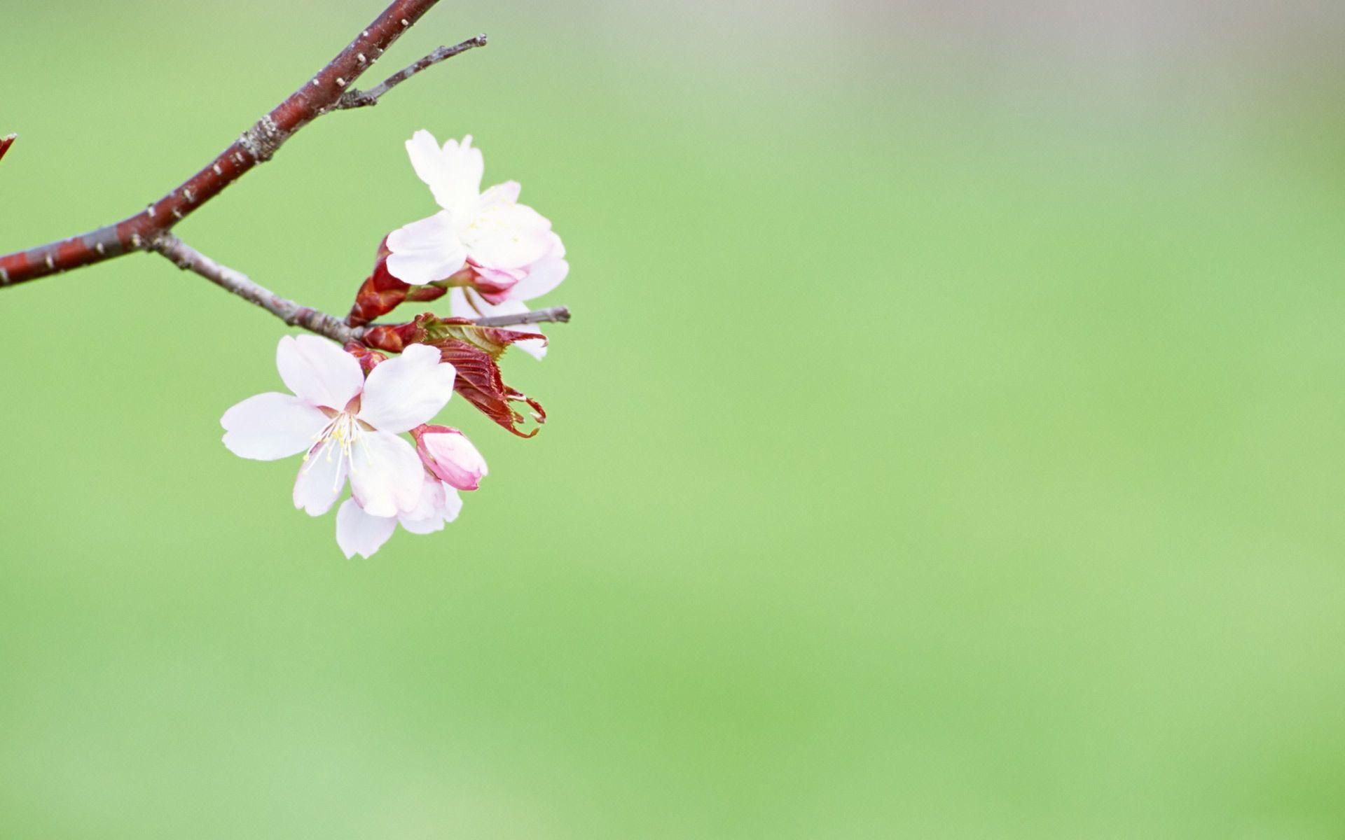 spring wallpaper