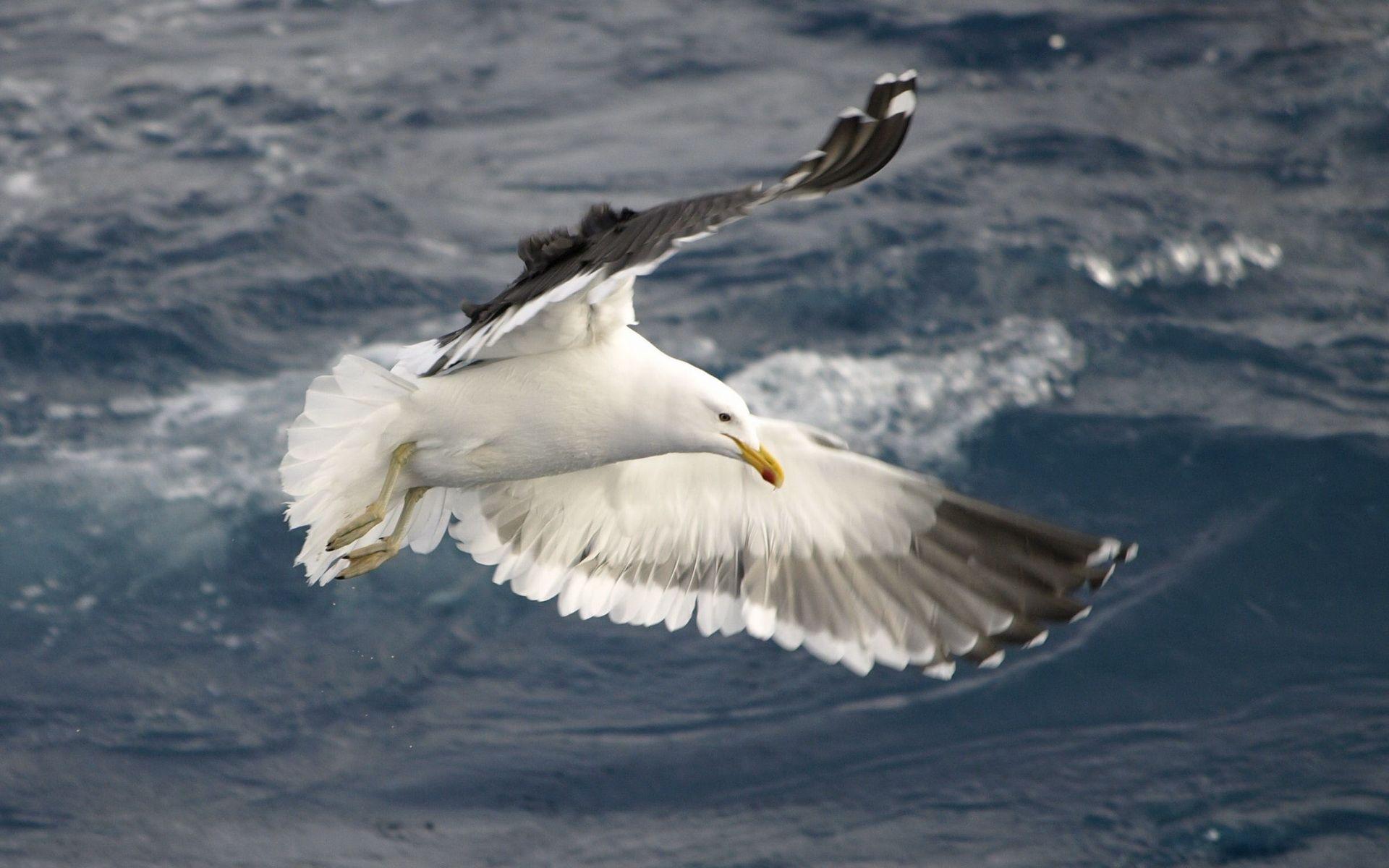 Seagull HD Wallpaper. Seagull Bird Photo
