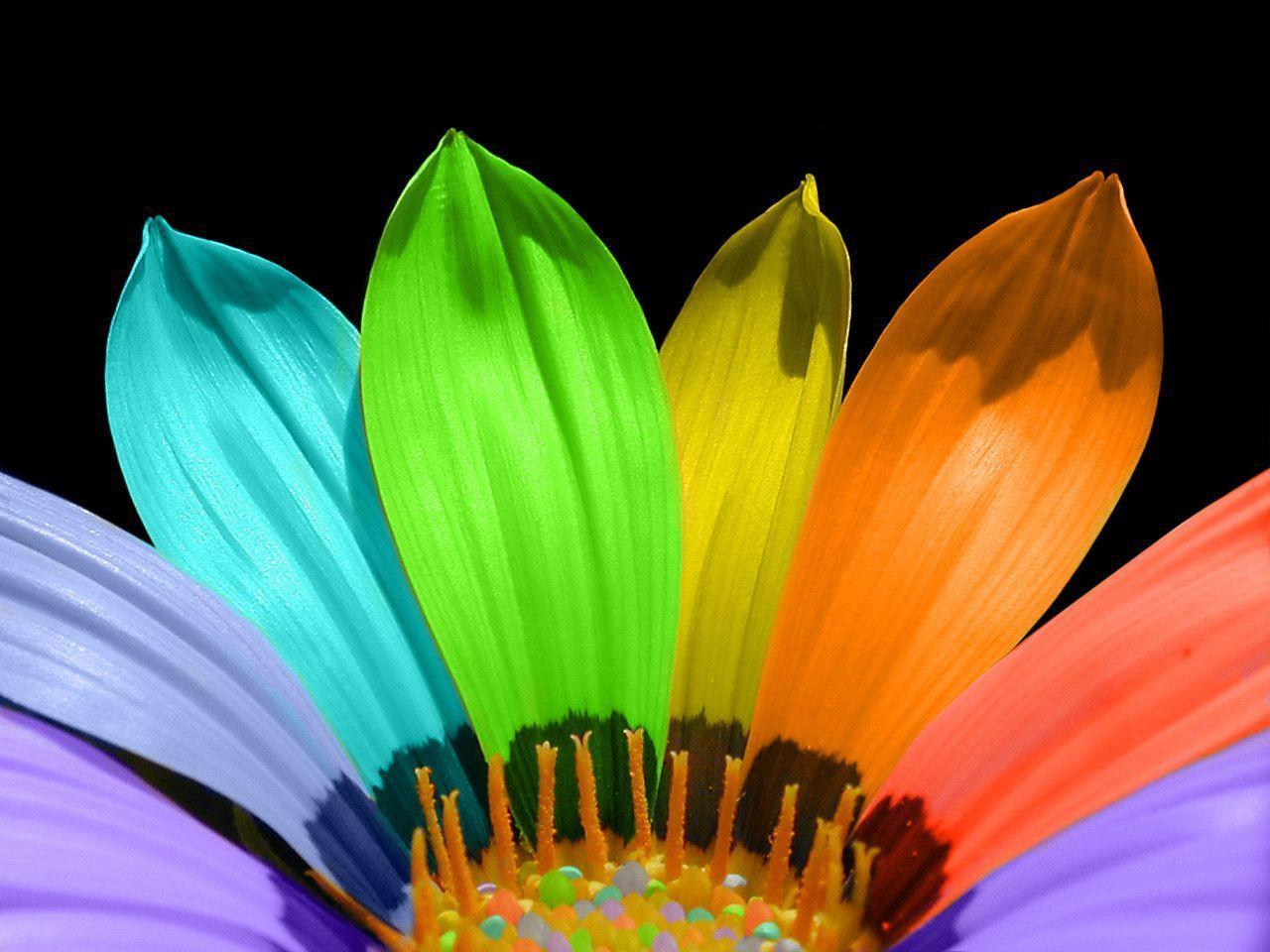 Colorful flower ♥ Colors Wallpaper