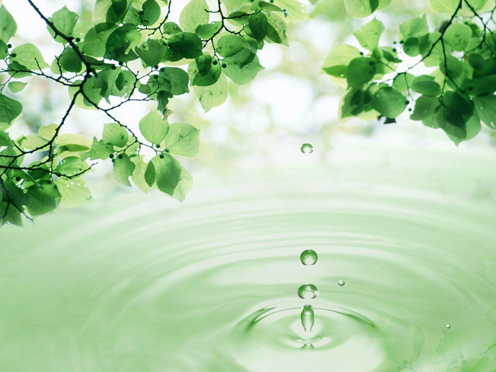 3D Leaves and Water Drop wallpaper