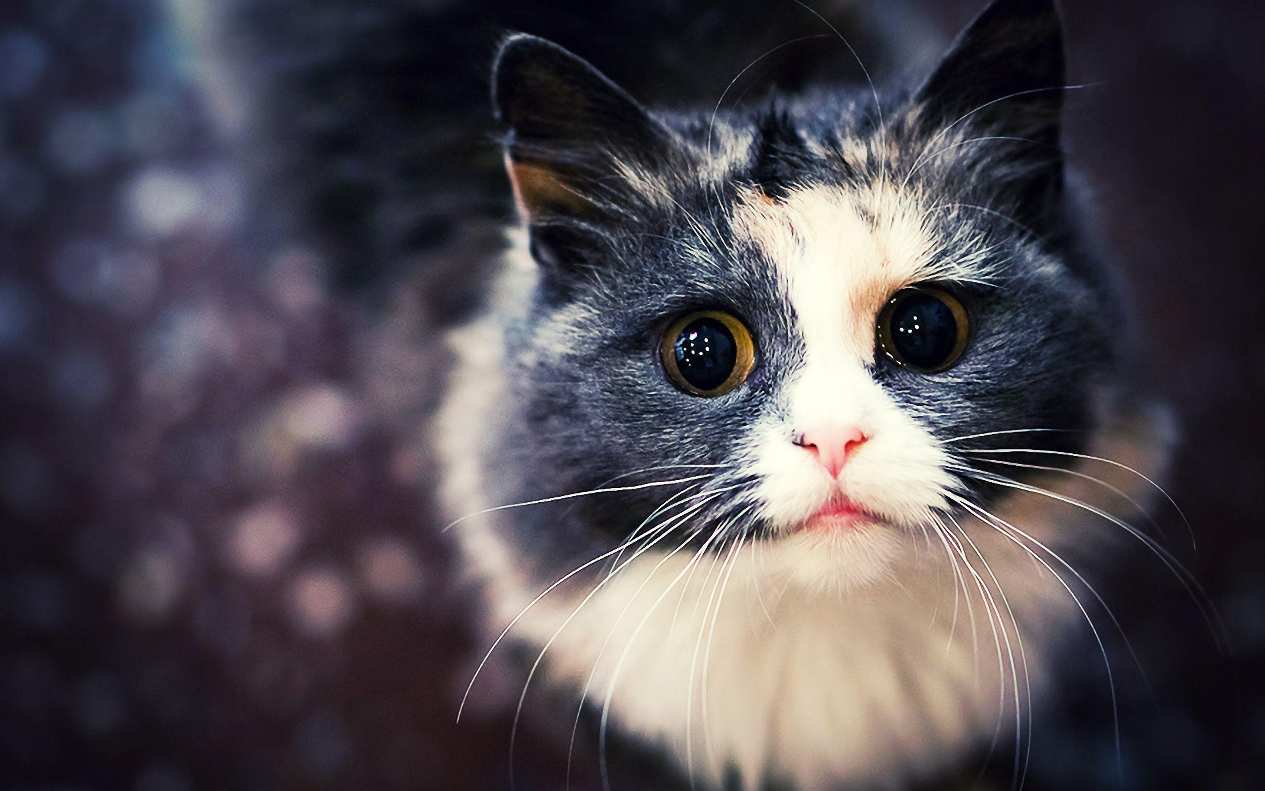 Tuxedo Cat Wallpapers - Wallpaper Cave